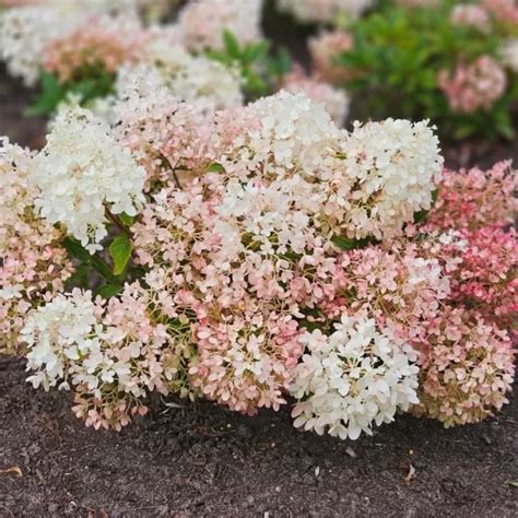 Гортензія Грандбрекер (Hydrangea paniculate Groundbreaker) | САД ПОЛТАВИ