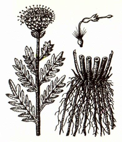 Левзея сафлоровидная (Leuzea carthamoides DC.) / Herbal Expert