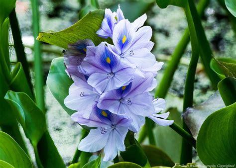 Water Hyacinth By On A Walk Photography On Youpic