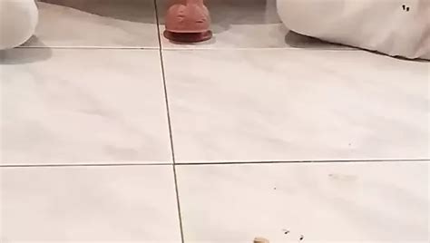 Sexy Schwuler Arsch Mit Dildo Xhamster