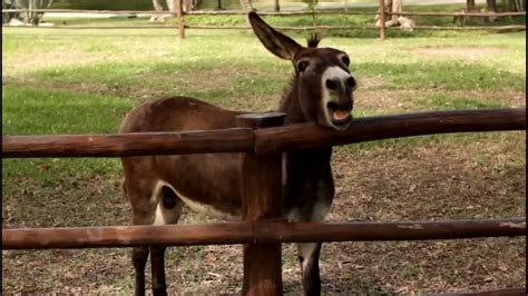 Poncho The Angry Donkey Braying Loudly Youtube