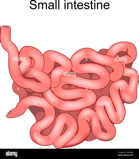 Small Intestine Tissue Clip Art