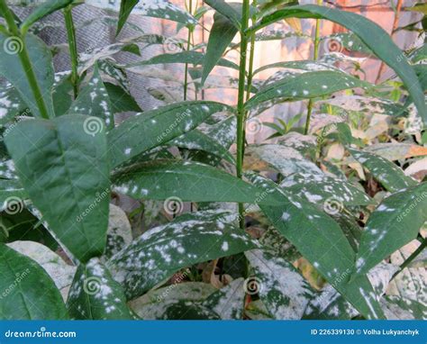 Powdery Mildew On The Leaves Of Flowers Stock Photo Image Of Disease