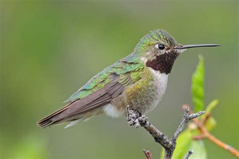 Broad Tailed Hummingbird Boulder Colorado ©steve Frye Photo Taken