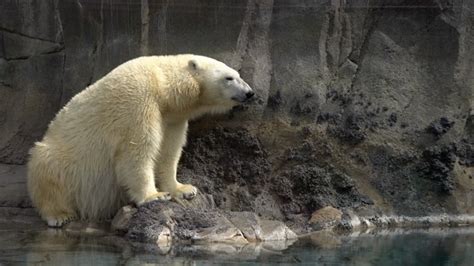 Polar Bears Habitat Stock Footage: Royalty-Free Video Clips - Storyblocks