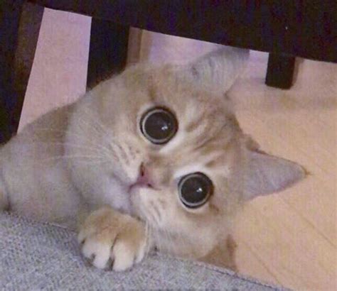 Кот-мем | Милые котики, Милый кот, Мемы