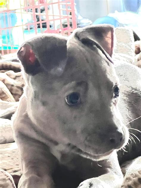 RescueVet Pet Transport