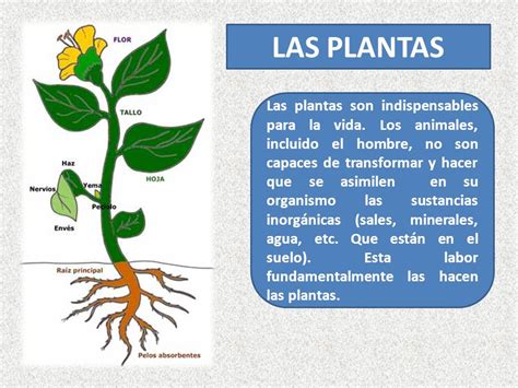 Adversario Radar Petición investigar sobre las plantas fe intencional