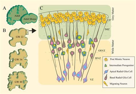 Corticogenesis In The Foetal Human Brain A Schematic Gyrencephalic Download Scientific