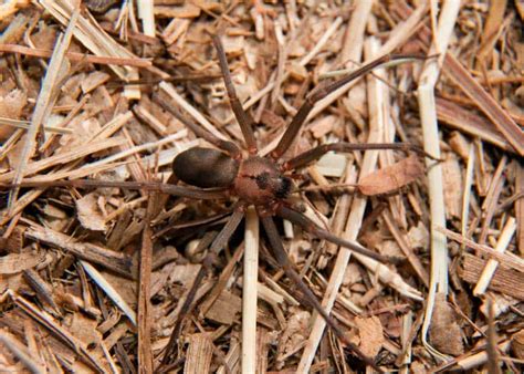 Brown Recluse Spider 27 Things To Know Size Locations Venom The