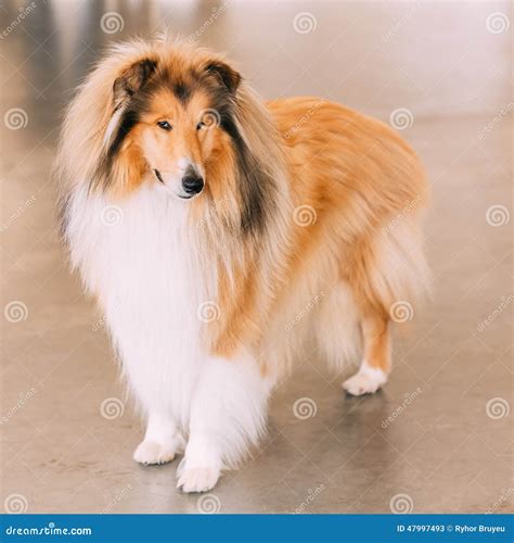 brown collie 3