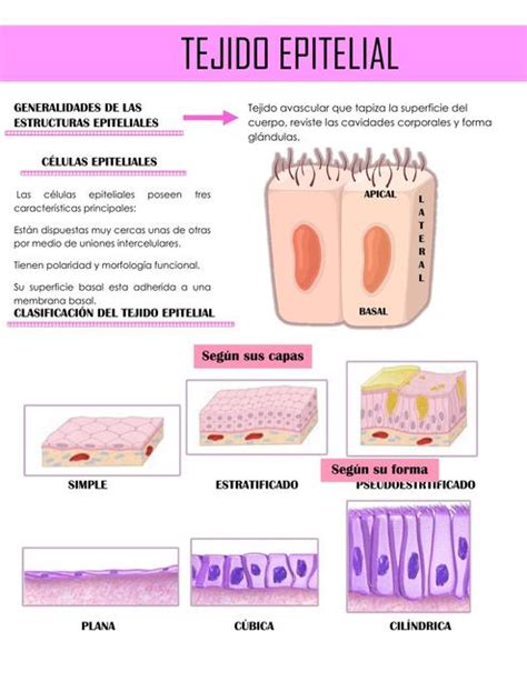 Tejido Epitelial Y Glandular Medicina Humana Salud Udocz