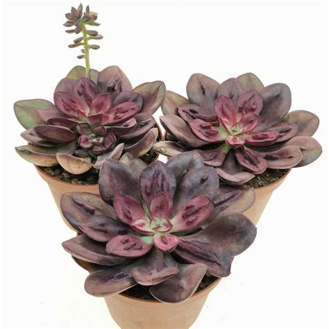 Echeveria Nodulosa Maruba Benitsukasa 10 Cm Crassulaceae