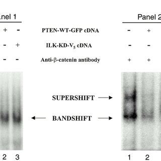 Pten And Ilk Kd Inhibit Dna Binding Activities Of Catenintcf