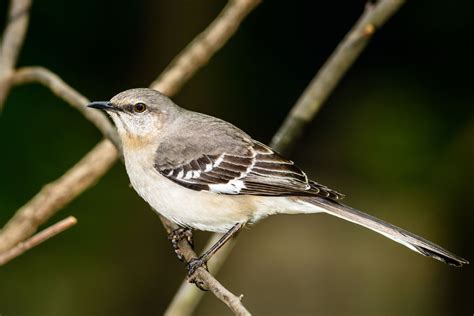 Northern Mockingbird Facts Mimus Polyglottos