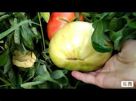 Томаты Айсан, Бобкат. Томаты для заморозки. - YouTube