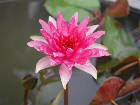 Nymphaea Red Spider Hardy Water Lily Thailand 009 Flickr