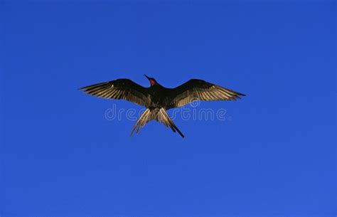 Magnificent Frigatebird Fregata Magnificens Male In Flight Mexico