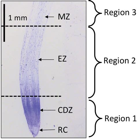 Longitudinal Section Through A 2 Day Old Barley Cv Clipper Seminal