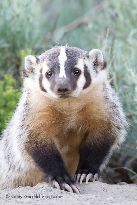 badger portrait cindy goeddel photography llc