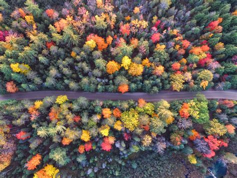 Autumn Path Of Forest Drone View, HD Nature, 4k Wallpapers, Images ...