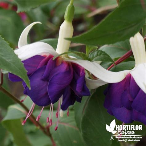 Fuchsia 'Royal Mosaïc'