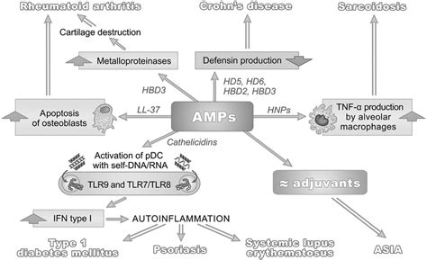 Human Antimicrobial Peptides Amps In Autoimmunity Download