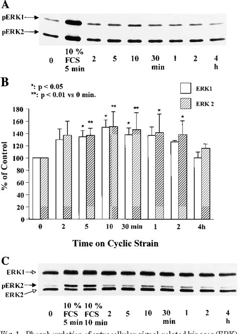 Figure 1 from Extracellular signal-regulated kinases 1 and 2 activation ...