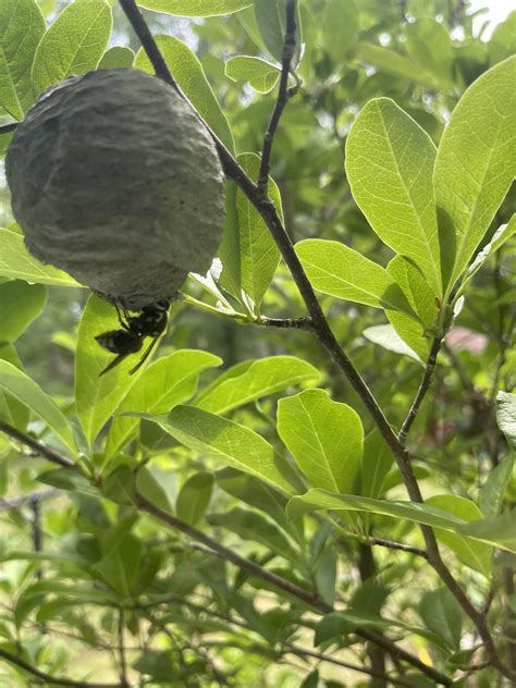 Bald Face Hornets Just Started Rbugidentification