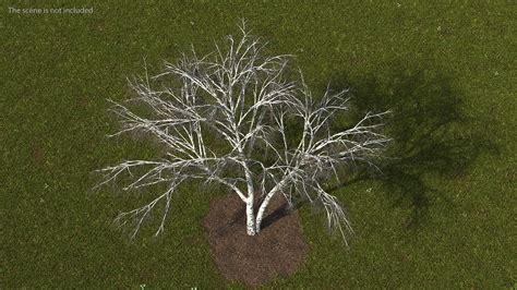 Silver Birch Naked Tree D Model Ds Blend C D Fbx Max Ma Lxo Obj Free D