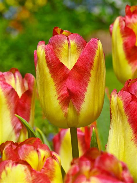 Wondering how best to grow and care for tulips? Our expert guide