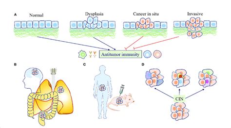 The Effects Of Chromosome Instability Cin And Aneuploidy On Antitumor