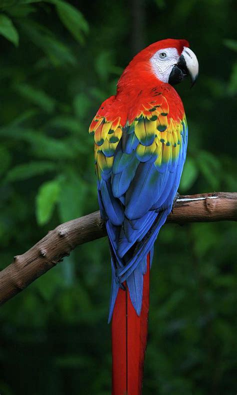 I love parrots because their colors are different and very attractive ...