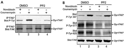 Dimerization Induced Phosphorylation Of Tyr In Gyr Fak Is