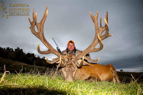 New Zealand Red Stag Hunts All Options Kaweka Hunting