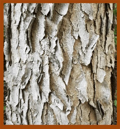 The Importance Of Bark Grimms Gardens