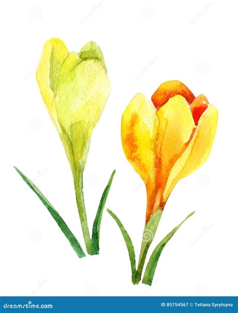 Spring Flowers Watercolor Illustration Crocus Stock Illustration