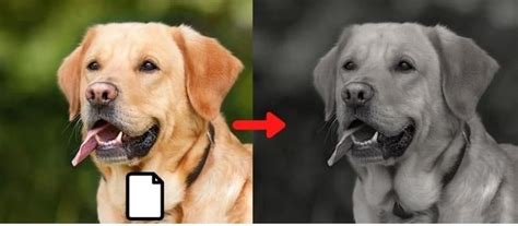 How to Convert JPG to Grayscale with PhotoPad Photo Editing Software ...