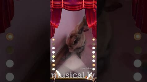 Музыкальный зайчик - YouTube