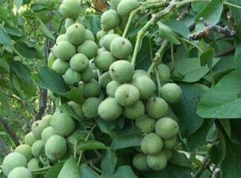 Продам саджанці горіха Иван Багряный, купити саджанці горіха Иван ...