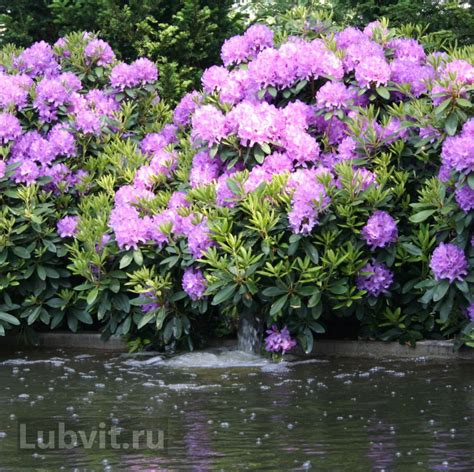Рододендрон Grandiflorum (Катевбинский Грандифлорум) можно купить ...