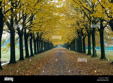 Tree Lined Street In Autumn Stock Photo Alamy