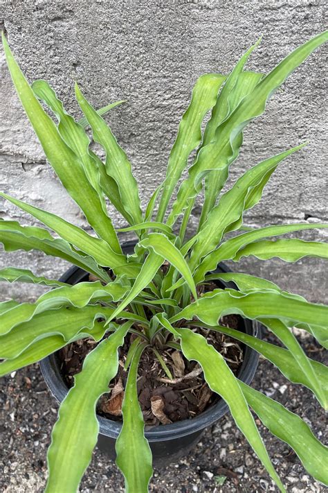 Hosta 'Curly Fries' #1 – Sprout Home
