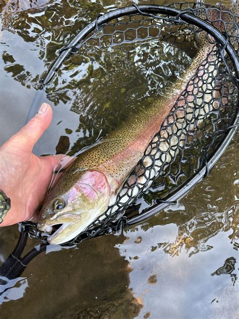 IN-SEASON TROUT STOCKING SCHEDULE | Visit PA Great Outdoors