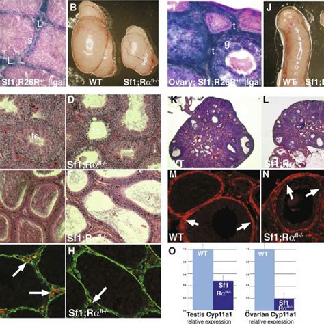 Conditional Knockout Of Pdgfr Leads To Defects In The Testis And