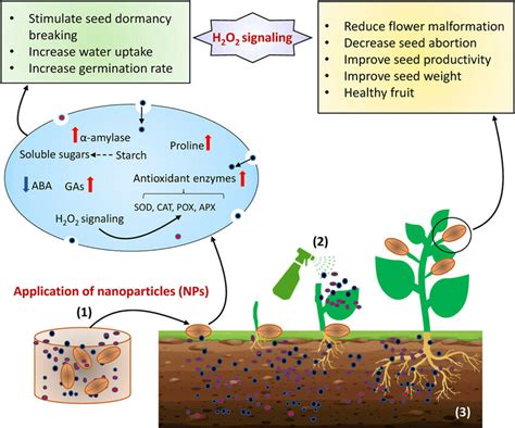 A Putative Schematic Of The Proposed Mechanism Underlying Nanoparticle