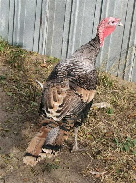 Golden Phoenix Porter S Rare Heritage Turkeys Raising Turkeys