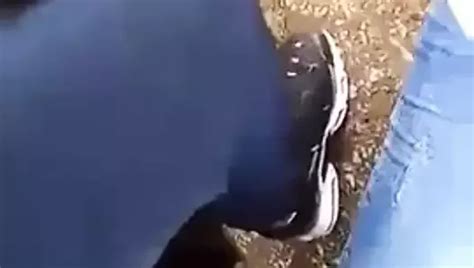 Deri Roki Free Amateur Porn Video B Xhamster