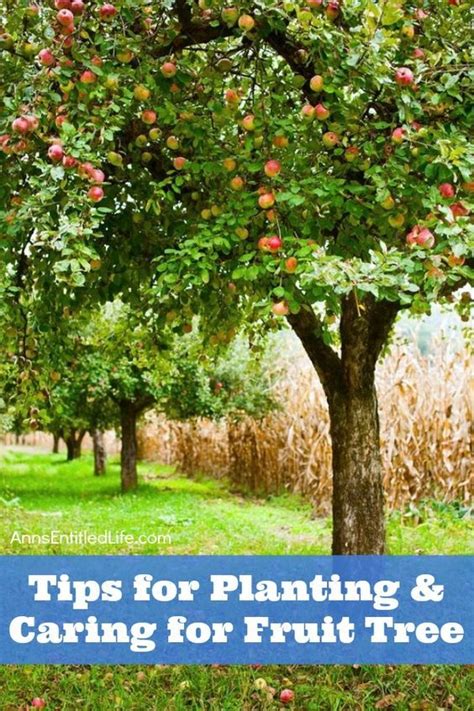 Tips For Planting and Caring for Fruit Trees. Everyone loves fresh fruit, especially if it is ...