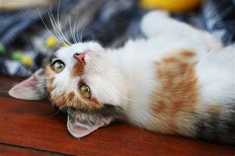 Животно Котка Домашен Любимец - Безплатни фотографии на Pixabay